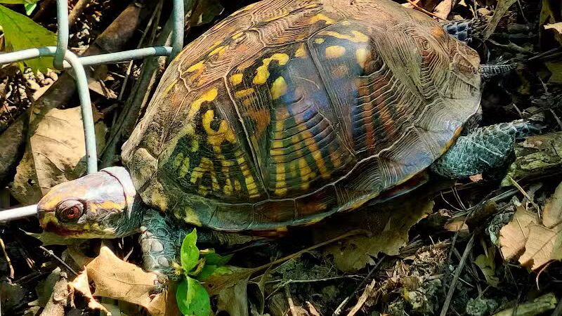 Forest Avenue Wetland Park - Cincinnati, OH