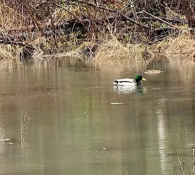 Forest Avenue Wetland Park - Cincinnati, OH