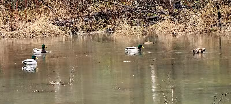 Forest Avenue Wetland Park - Cincinnati, OH