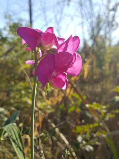 Forest Avenue Wetland Park - Cincinnati, OH