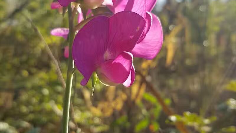 Forest Avenue Wetland Park - Cincinnati, OH