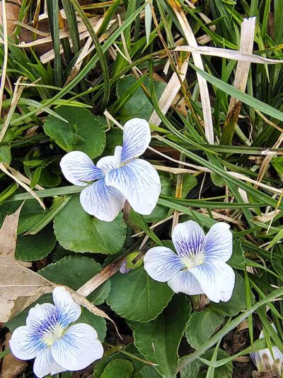 Forest Avenue Wetland Park - Cincinnati, OH