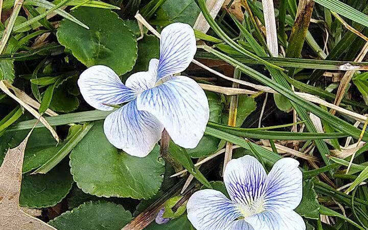 Forest Avenue Wetland Park - Cincinnati, OH