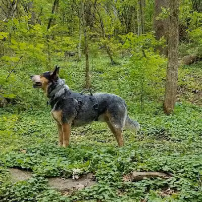 Fox Preserve - Cincinnati, OH