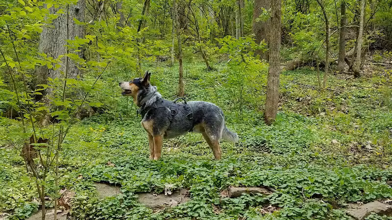 Fox Preserve - Cincinnati, OH