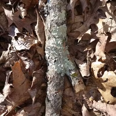 Fox Preserve - Cincinnati, OH