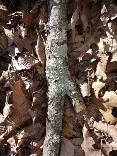 Fox Preserve - Cincinnati, OH