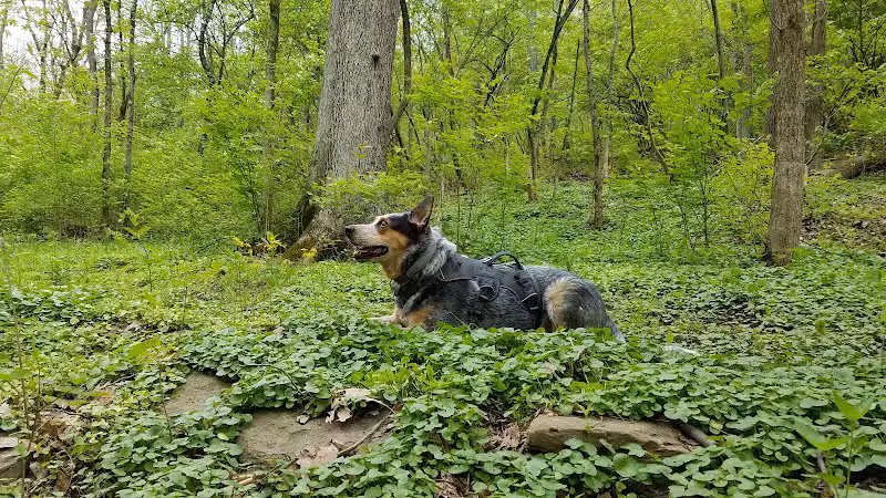 Fox Preserve - Cincinnati, OH