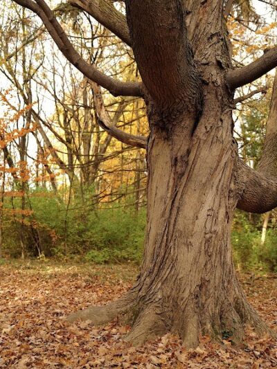 French Park - Cincinnati, OH