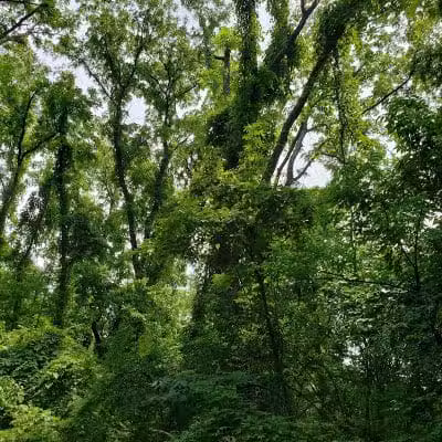 French Park Shelter - Cincinnati, OH