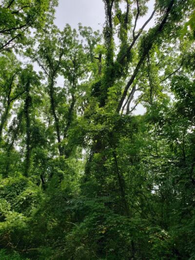French Park Shelter - Cincinnati, OH