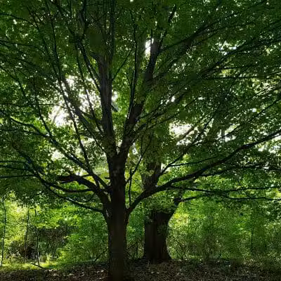 French Park Shelter - Cincinnati, OH