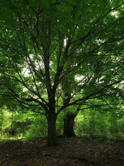 French Park Shelter - Cincinnati, OH