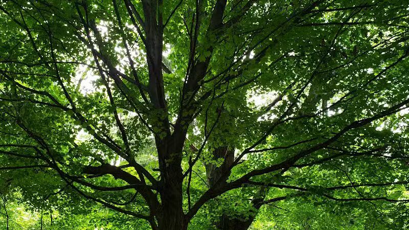 French Park Shelter - Cincinnati, OH