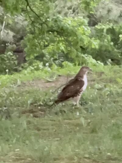 French Park Shelter - Cincinnati, OH
