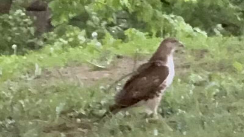 French Park Shelter - Cincinnati, OH