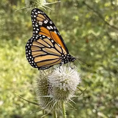 Great Parks of Hamilton County - Cincinnati, OH
