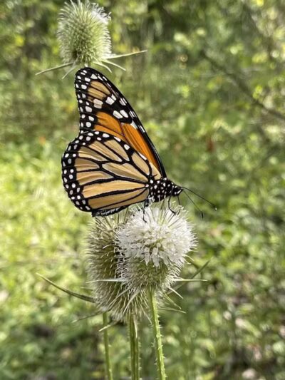 Great Parks of Hamilton County - Cincinnati, OH