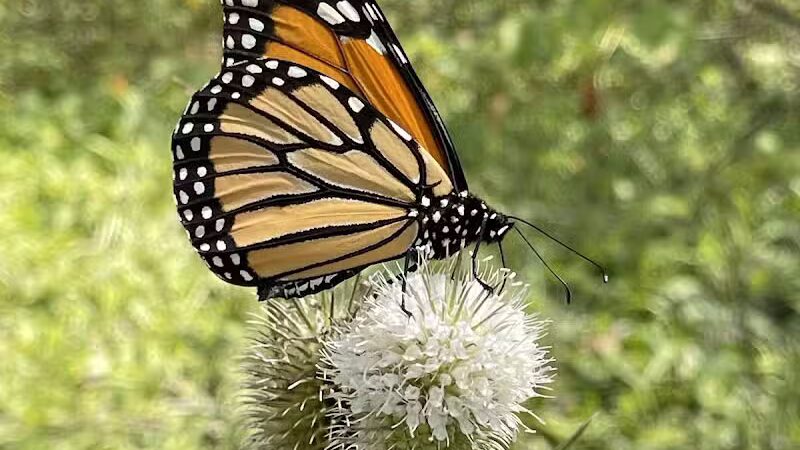 Great Parks of Hamilton County - Cincinnati, OH