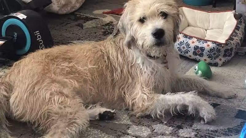 Happy Paws - Cincinnati, OH