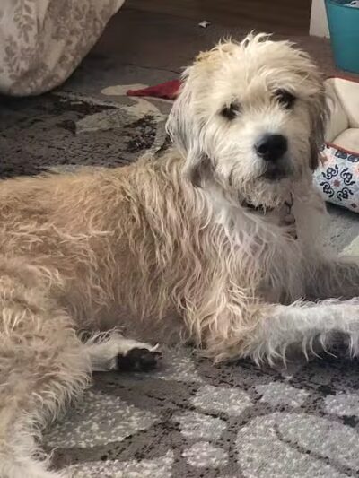 Happy Paws - Cincinnati, OH