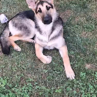 Happy Paws - Cincinnati, OH