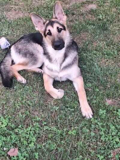 Happy Paws - Cincinnati, OH