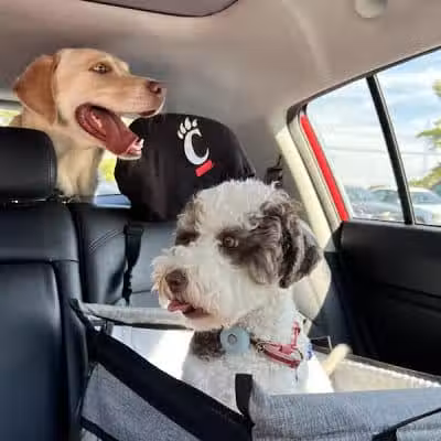 Happy Paws - Cincinnati, OH