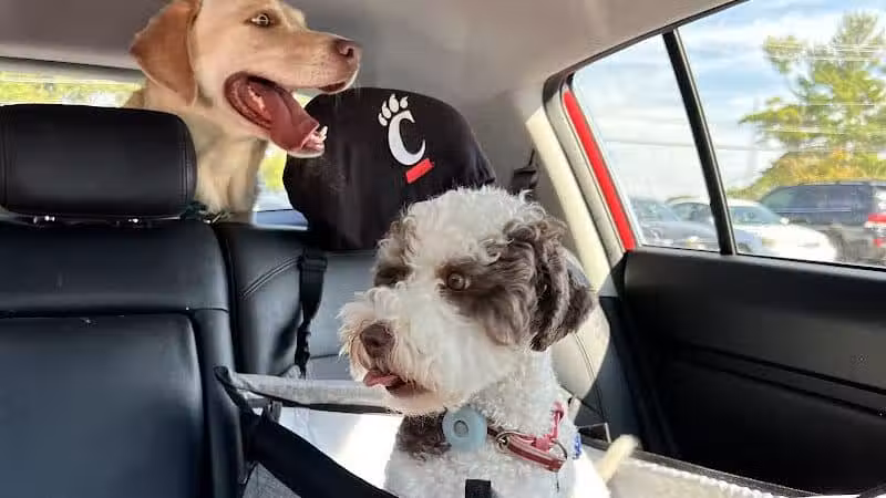 Happy Paws - Cincinnati, OH