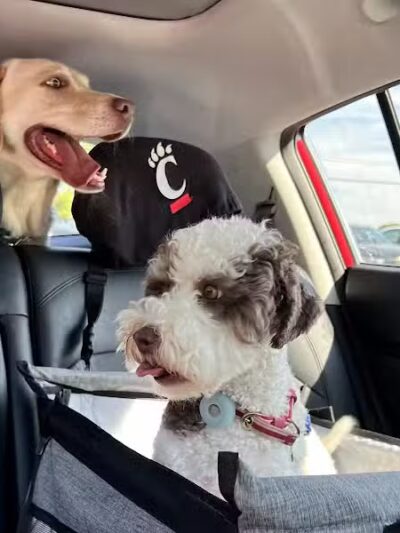 Happy Paws - Cincinnati, OH