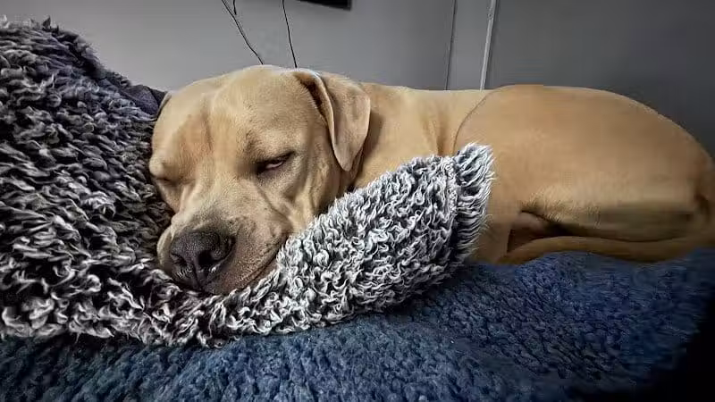 Happy Paws - Cincinnati, OH