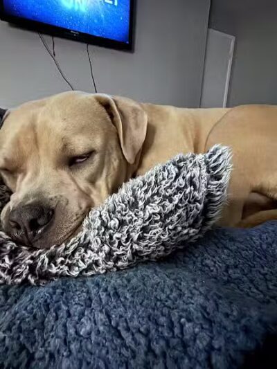 Happy Paws - Cincinnati, OH