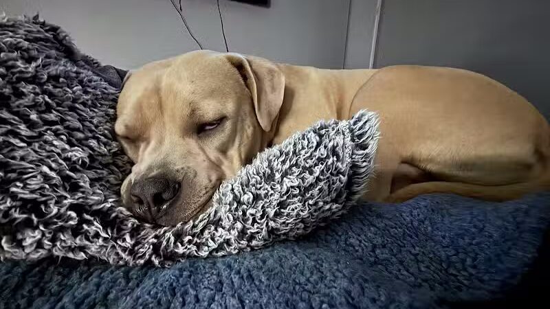 Happy Paws - Cincinnati, OH