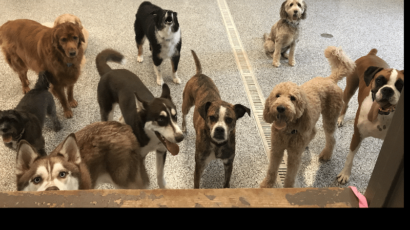 Happy Paws - Cincinnati, OH