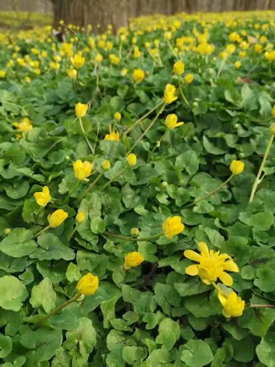 Heritage Park - Cincinnati, OH