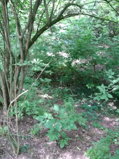 Hillside Park - Cincinnati, OH