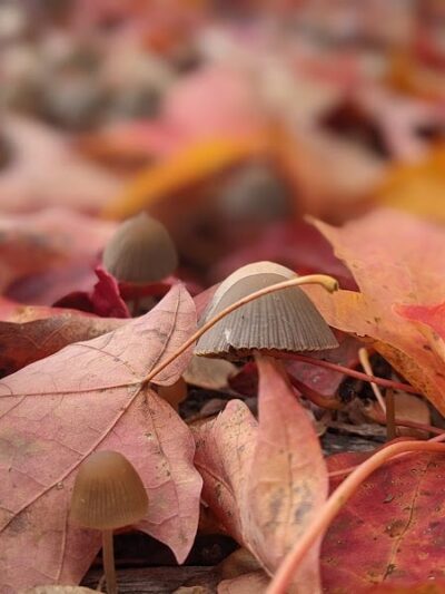 Jergens Park - Cincinnati, OH