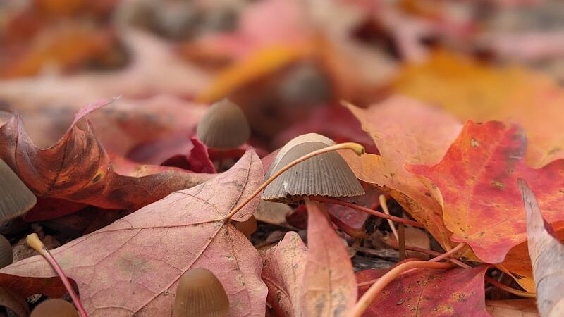 Jergens Park - Cincinnati, OH