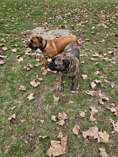 Kellogg Park & Dog Field - Cincinnati, OH
