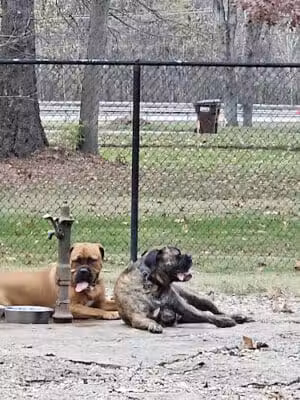 Kellogg Park & Dog Field - Cincinnati, OH