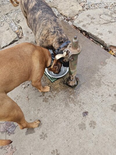 Kellogg Park & Dog Field - Cincinnati, OH