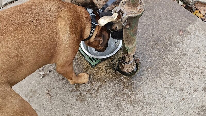 Kellogg Park & Dog Field - Cincinnati, OH