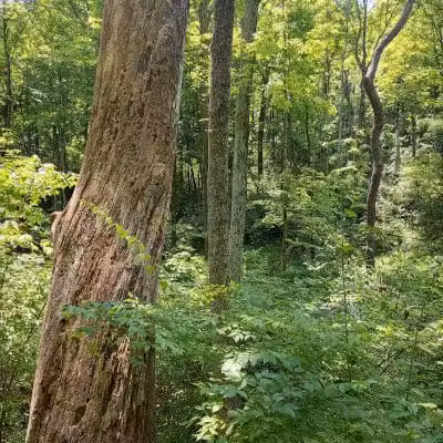 LaBoiteaux Woods Nature Center - Cincinnati, OH
