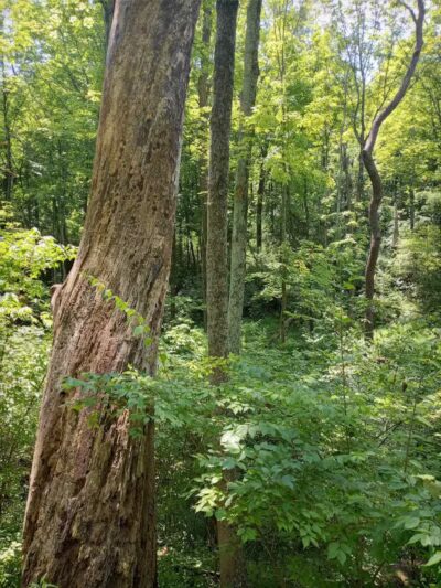 LaBoiteaux Woods Nature Center - Cincinnati, OH