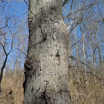LaBoiteaux Woods Nature Center - Cincinnati, OH