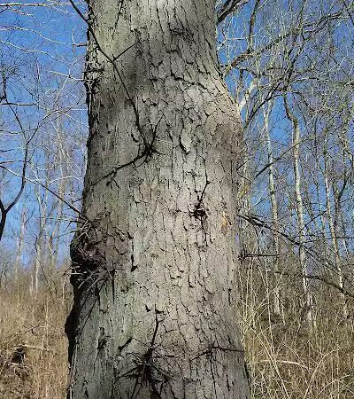 LaBoiteaux Woods Nature Center - Cincinnati, OH