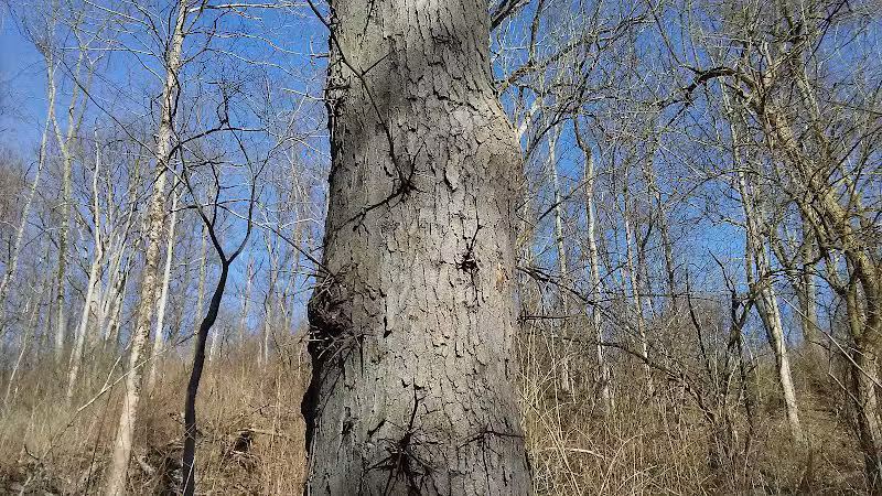 LaBoiteaux Woods Nature Center - Cincinnati, OH