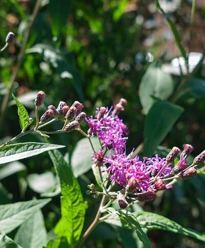 Madison Park - Cincinnati, OH