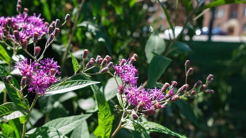 Madison Park - Cincinnati, OH