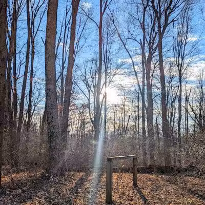 McFarlan Woods, Mt. Airy Forest - Cincinnati, OH